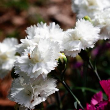 Dianthus plumarius Scent First Memories - Œillet mignardise 