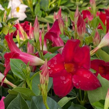 Diplad&eacute;nia SUNDAVILLE &reg; Red Sunmandecrim