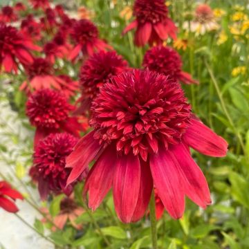 Echinacea purpurea Eccentric ou rudbeckia double