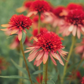 Echinacea purpurea Irresistible ou rudbeckia double