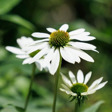 Echinacea purpurea Virgin - Rudbeckia pourpre