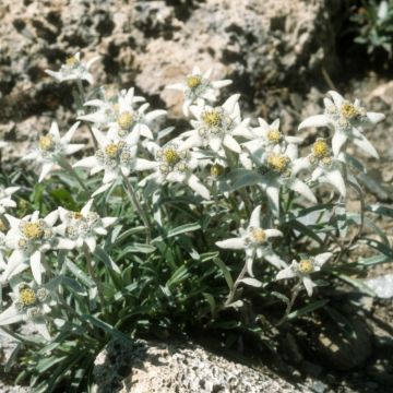 Edelweiss des alpes