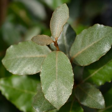 Elaeagnus X ebbingei, arbuste persistant Meilland Richardier