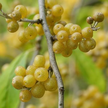 Elaeagnus umbellata Fortunella - Goumi du Japon
