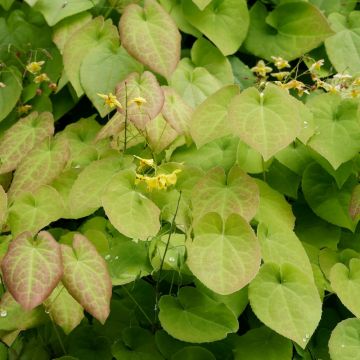 Epimedium perralchicum Frohnleiten, Fleur des elfes