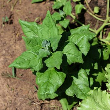 Epinard Géant d'Hiver