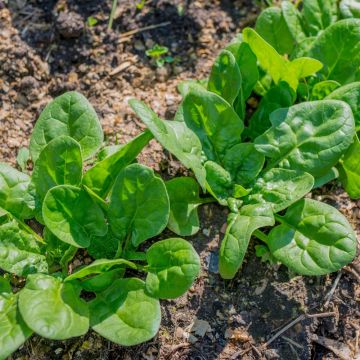 Epinard Parys Hybride F1