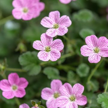 Erodium x variabile ‘Bishop’s Form’