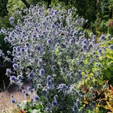 Panicaut