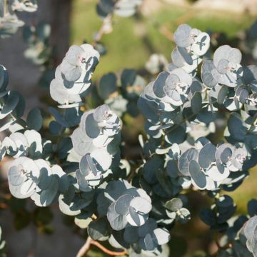 Eucalyptus gunnii Azura - Gommier cidre
