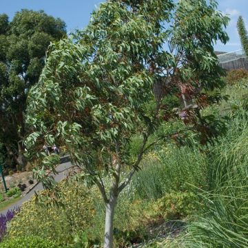 Eucalyptus niphophila - Gommier des neiges.