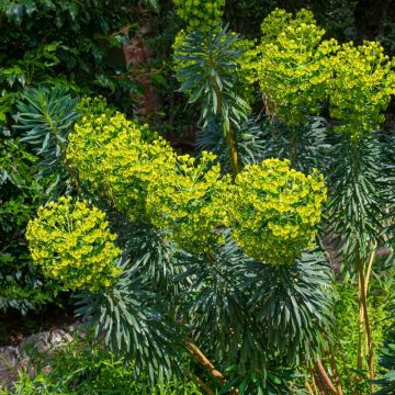 Euphorbe, Euphorbia characias ssp. wulfenii