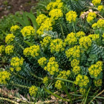 Euphorbe myrsinites - euphorbe de Corse