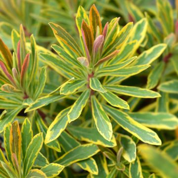 Euphorbe martinii Ascot Rainbow, vivace persistante Meilland Richardier