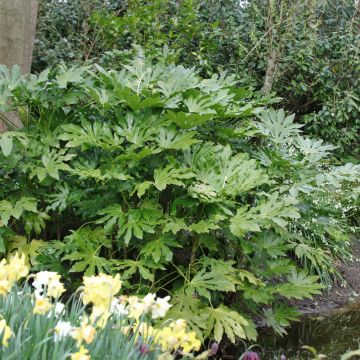 Fatsia japonica Meilland Richardier Fatsia japonica Meilland Richardier