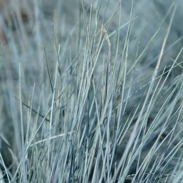 Festuca Intense Blue - Fétuque bleue