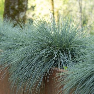 Fétuque bleue - Festuca glauca