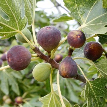 Figuier Grise de St-Jean