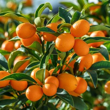 Kumquat ou Fortunella margarita