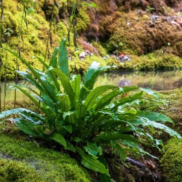 Fougère Asplenium scolopendrium, Phyllitis scolopendrium ou fougère langue de cerf