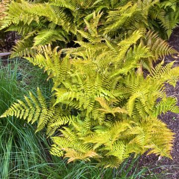 Fougère Dryopteris erythrosora ou fougère du Japon persistante