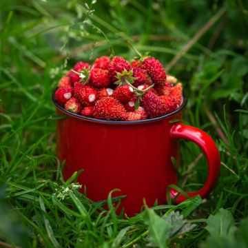 Fragara vesca - fraisier des bois