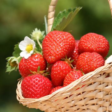 Fraisier Charlotte Fraisier Charlotte