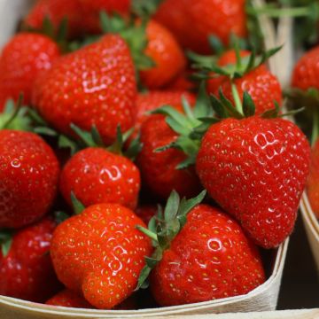 Fraisier MAESTRO ® cov 89.98.1 Fraisier MAESTRO ® cov 89.98.1