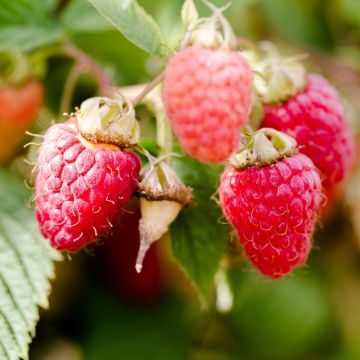 Framboisier Héritage