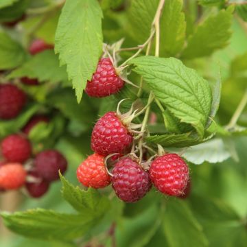 Framboisier Malling Promise