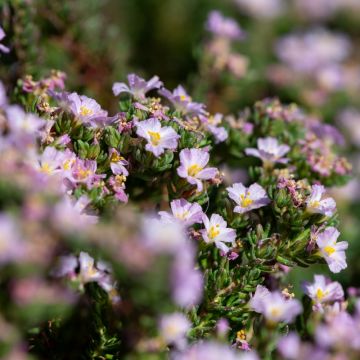 Frankenia laevis - Frankénie lisse.