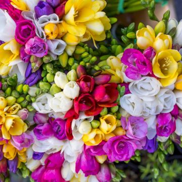Freesia Double en mélange - Muguet du Cap
