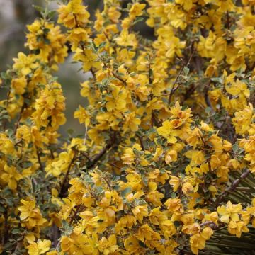 Fremontodendron californicum - Fremontia de Californie