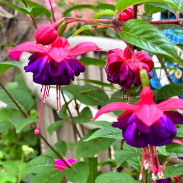 Fuchsia retombant Dark Eyes