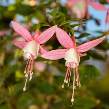 Fuchsia semi-retombant Bella® Sophia