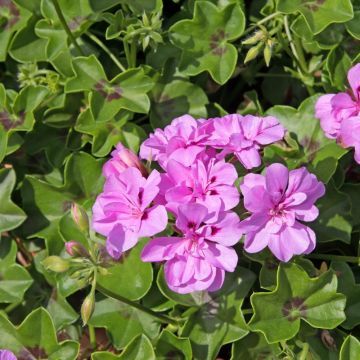 Géranium-lierre Amelit - Pelargonium peltatum