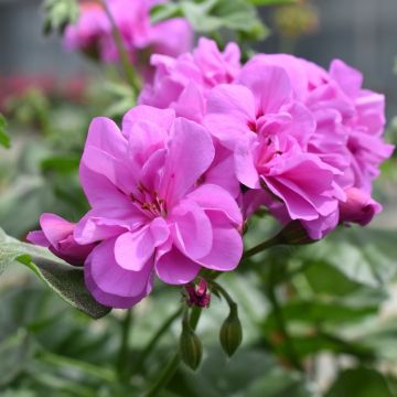 Géranium Lierre semi-double AMETHYST Fisdel