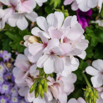 Géranium Lierre semi-double BLANCHE ROCHE Guitoublanc