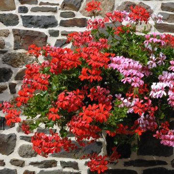 Géranium Lierre simple Roi des Balcons Rouge