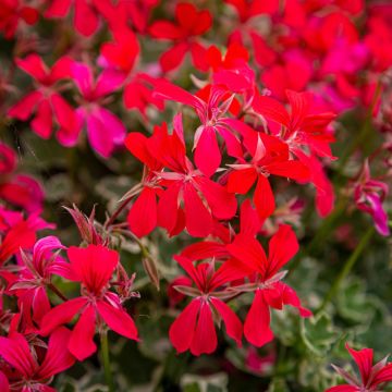 Géranium lierre RAINBOW Red