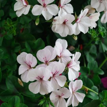 Géranium lierre RAINBOW White
