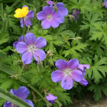 Géranium vivace Johnson's Blue