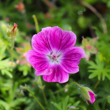 Géranium vivace Sanguineum Elke