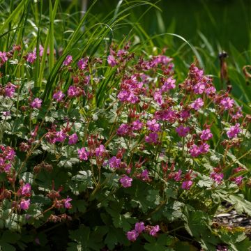 Geranium vivace Crystal Rose
