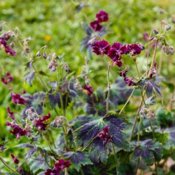 Géranium vivace phaeum Samobor