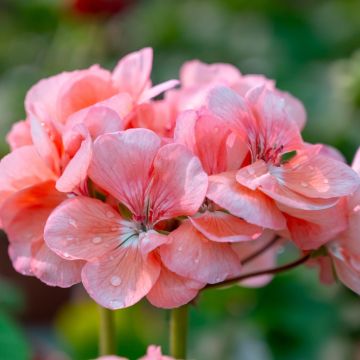 Géranium zonale semi-double SCHÖNE HELENA Fiselena