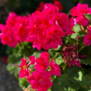 Géranium zonale semi-double TANGO ® NEON PURPLE Fistaneon