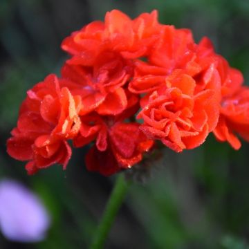 Géranium zonale semi-double VULKAN Fisvulk