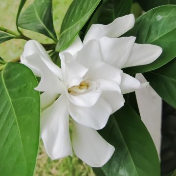Gardenia jasminoides Sweet Star First Editions
