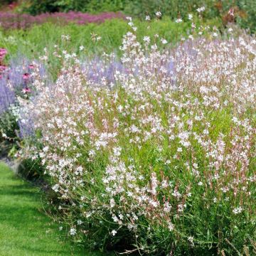 Gaura blanc ou Œnothera lindheimeri
